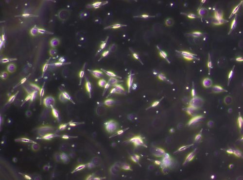 Phytoplankton culture: Phaeodactylum tricornutum Pha7